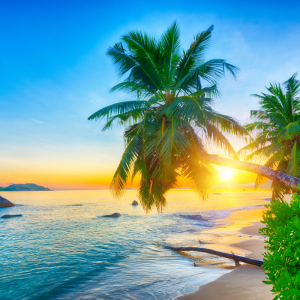 Holiday with Great Holiday Escapes with a sundowner & sunset behind a palm tree on a classic Seychelles beach